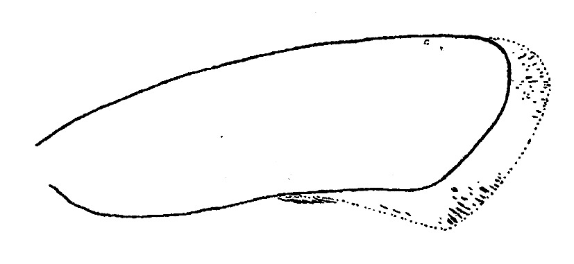 Shape forewing of Acrolepiopsis assectella (Plutellidae).